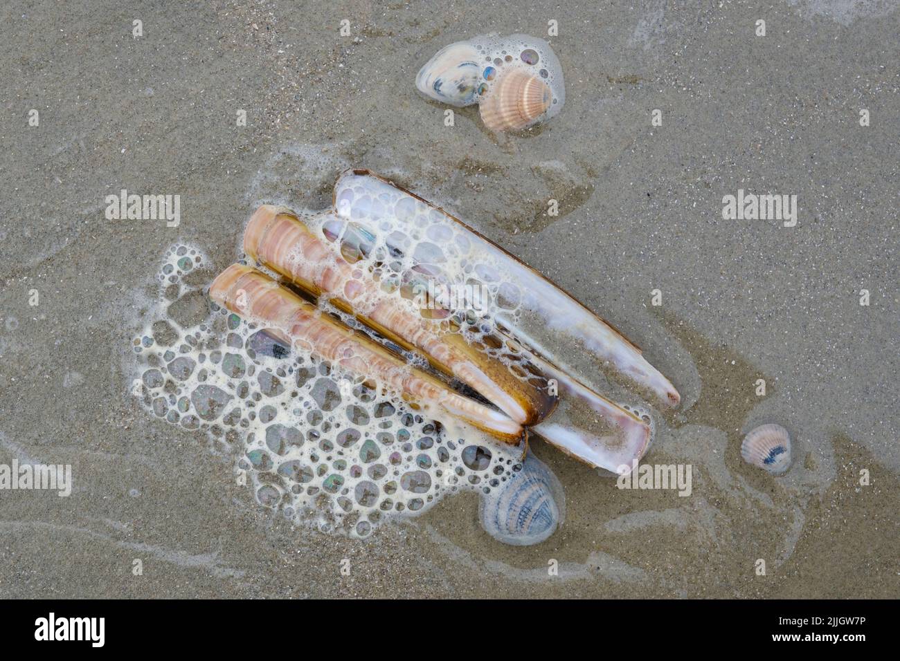 Muscheln am Strand Stockfoto