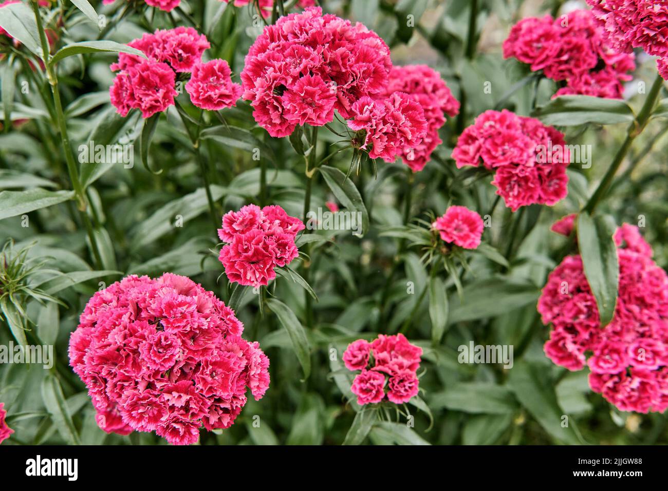 Rosa blume einer hellen nelke Fotos und Bildmaterial in hoher