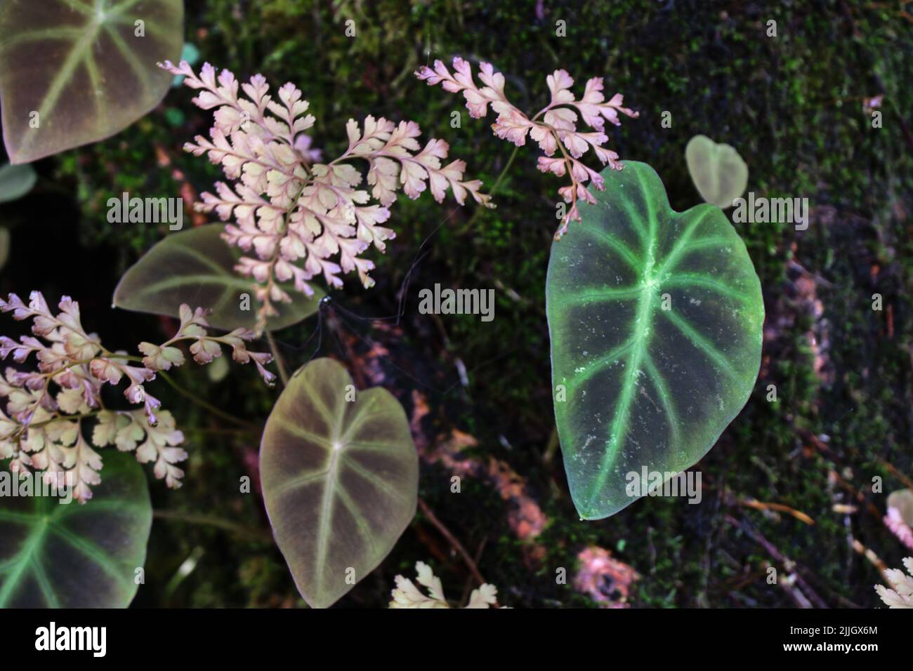 Hintergrund von bunten Blättern, tropische Blätter Textur, dunkelgrün und lila Dorn Laub, Zierpflanze, Natur Hintergrund Stockfoto