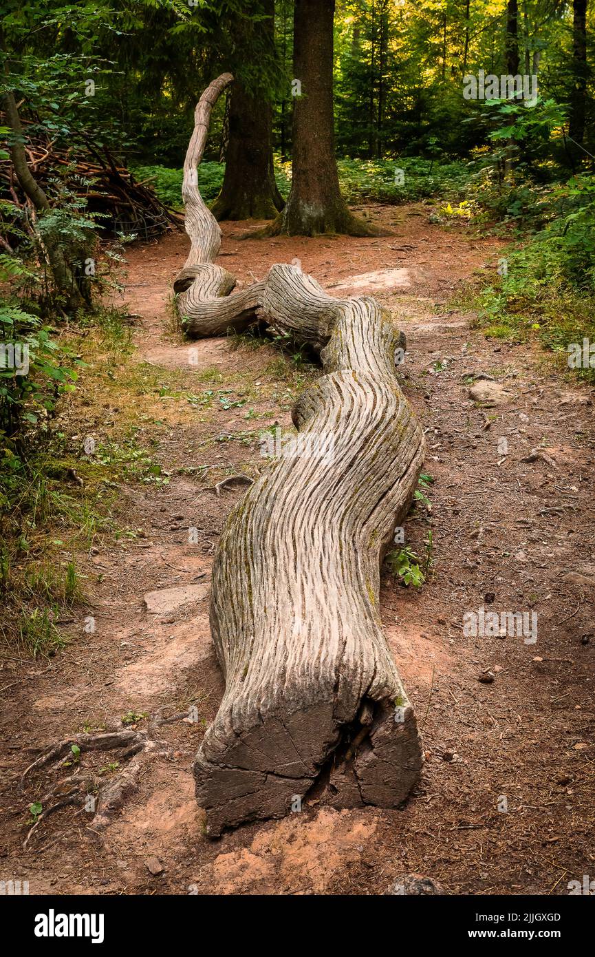 Baumstamm rutschen -Fotos und -Bildmaterial in hoher Auflösung – Alamy