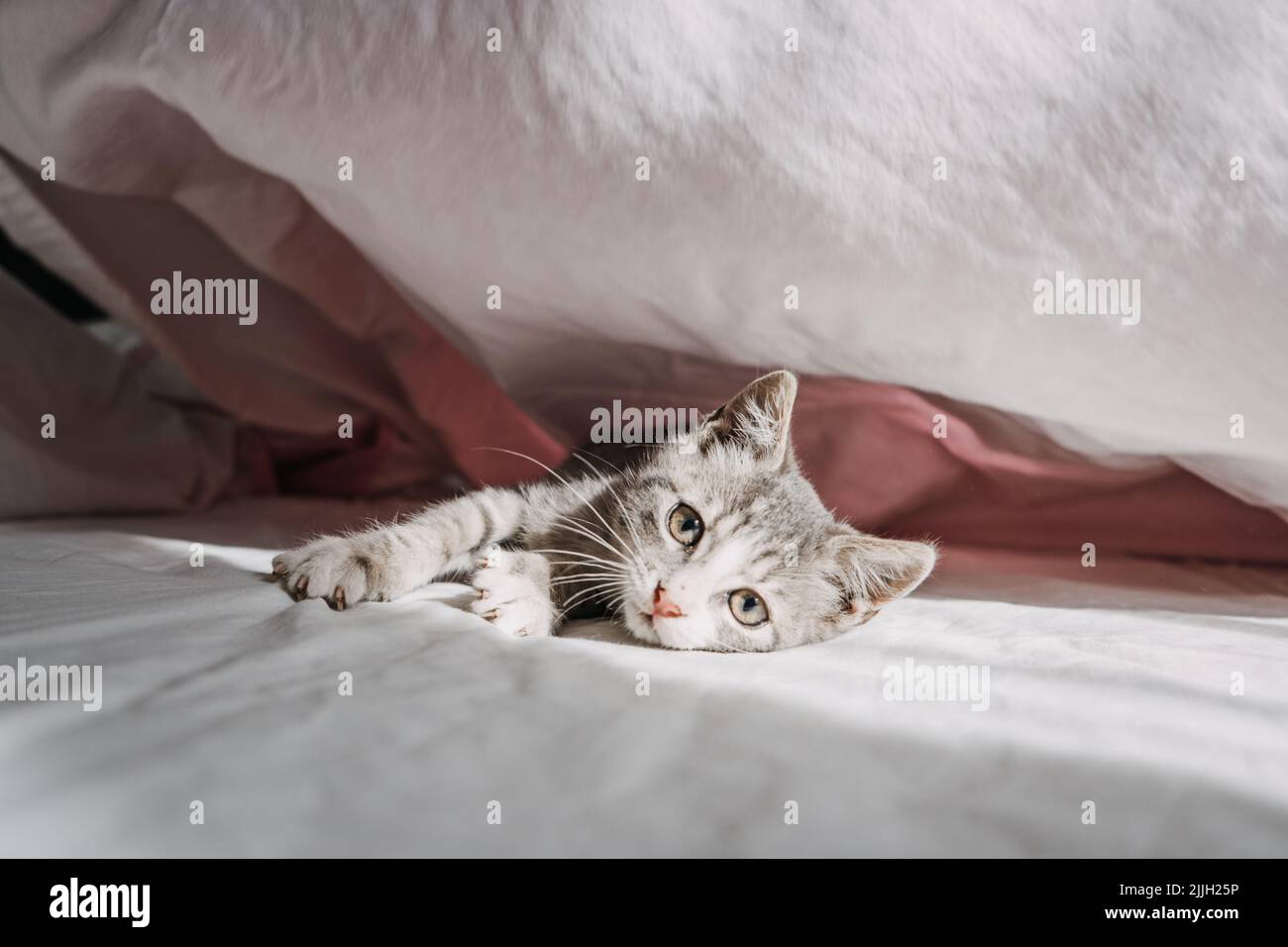 Katzenadoption, adoptieren Kätzchen aus Rettungen und Unterkünften. Glücklich ausgezüchtet Obdachlosen angenommen grauen Kätzchen Stockfoto