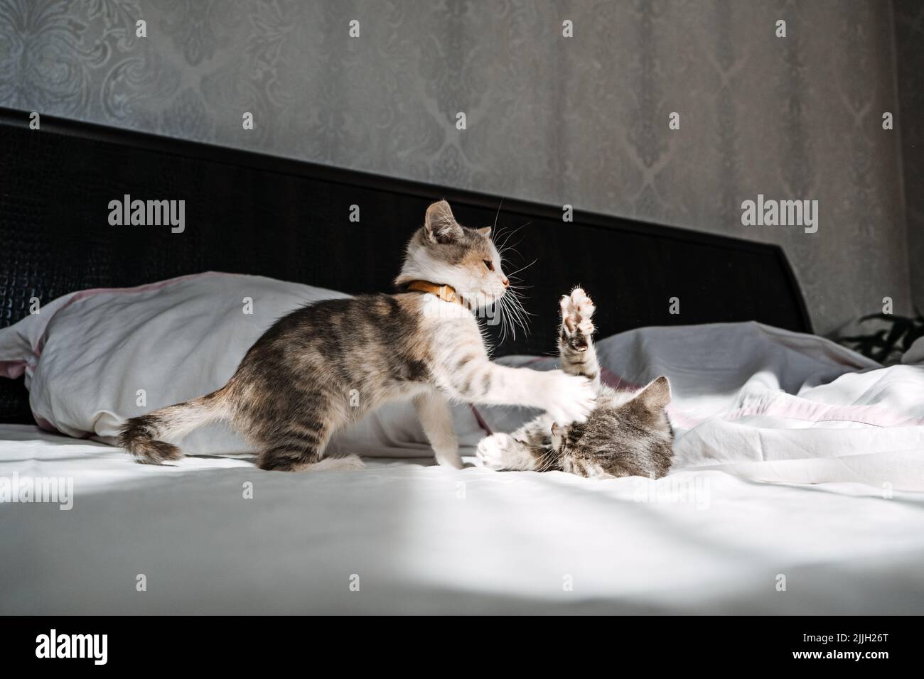 Katzenadoption, adoptieren Kätzchen aus Rettungen und Unterkünften. Zwei glückliche, ausgezüchtete Obdachlose adoptierten graue Kätzchen Stockfoto