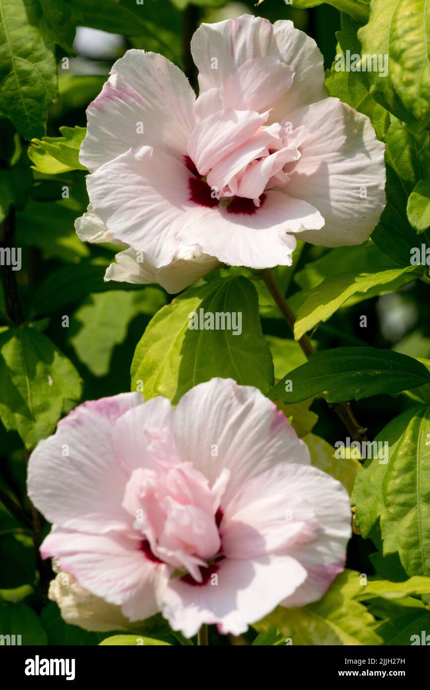 Lady Stanley Hibiscus, Rosa, Rosen von Sharon, Juli, Blumen, Blühender Strauch, Hibiscus syriacus, blühender Hibiscus Lady Stanley Stockfoto