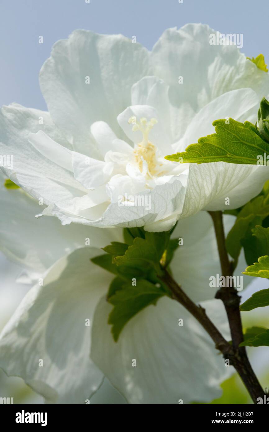 Hibiscus syriacus Flower, Althea, Blooming, Hibiscus syriacus 'White Chiffon', Flowering, Hibiscus 'White Chiffon' Stockfoto