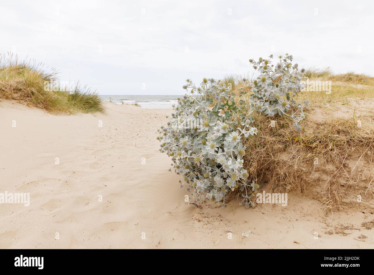 Die Stachelblättrige Seeteule (Eryngium maritimum) wächst unter dem Marrammgras auf einer Sanddüne am Strand von Brancaster an der Ostküste Englands. Stockfoto