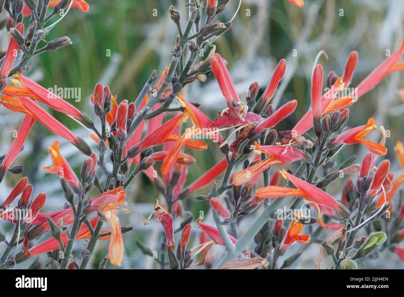 Rot blühende dichasiate Thyrse-Blütenstände von Justicia calfornica, Acanthaceae, einheimischer Strauch in der nordwestlichen Sonoran-Wüste, Frühling. Stockfoto