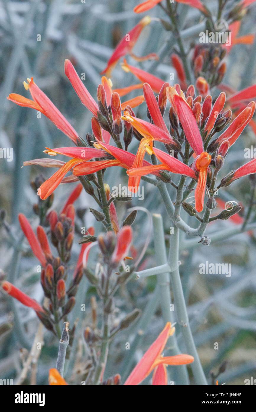 Rot blühende dichasiate Thyrse-Blütenstände von Justicia calfornica, Acanthaceae, einheimischer Strauch in der nordwestlichen Sonoran-Wüste, Frühling. Stockfoto
