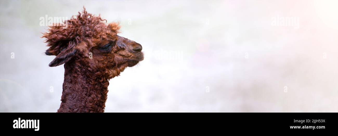 Nahaufnahme von Alpaca. Kopf einer braunen Alpaka, Seitenansicht. Lustiges Tier. Platz für Text. Stockfoto