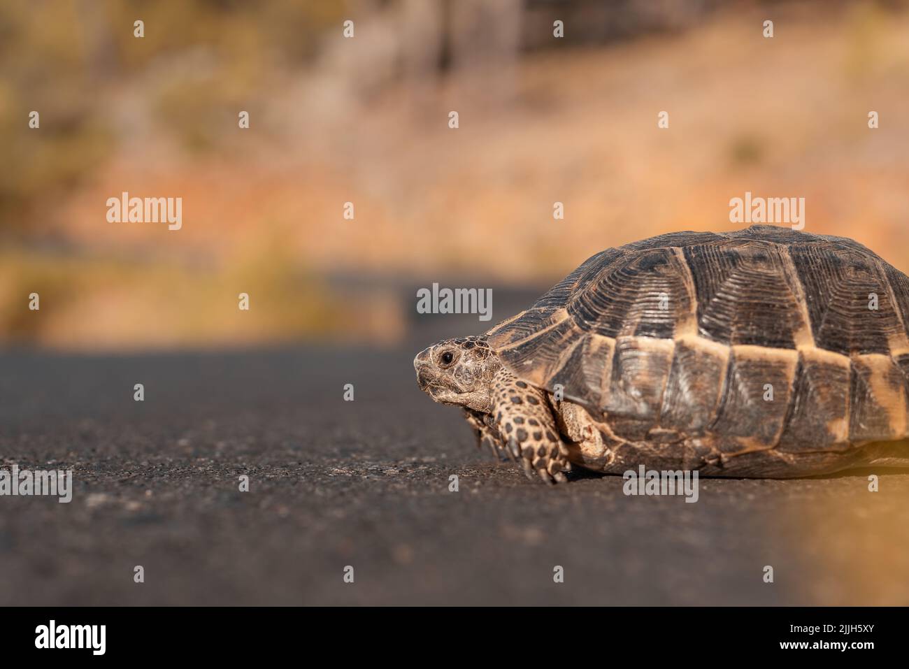 An einem Herbsttag überquert eine kleine Landschildkröte die Straße. Stockfoto