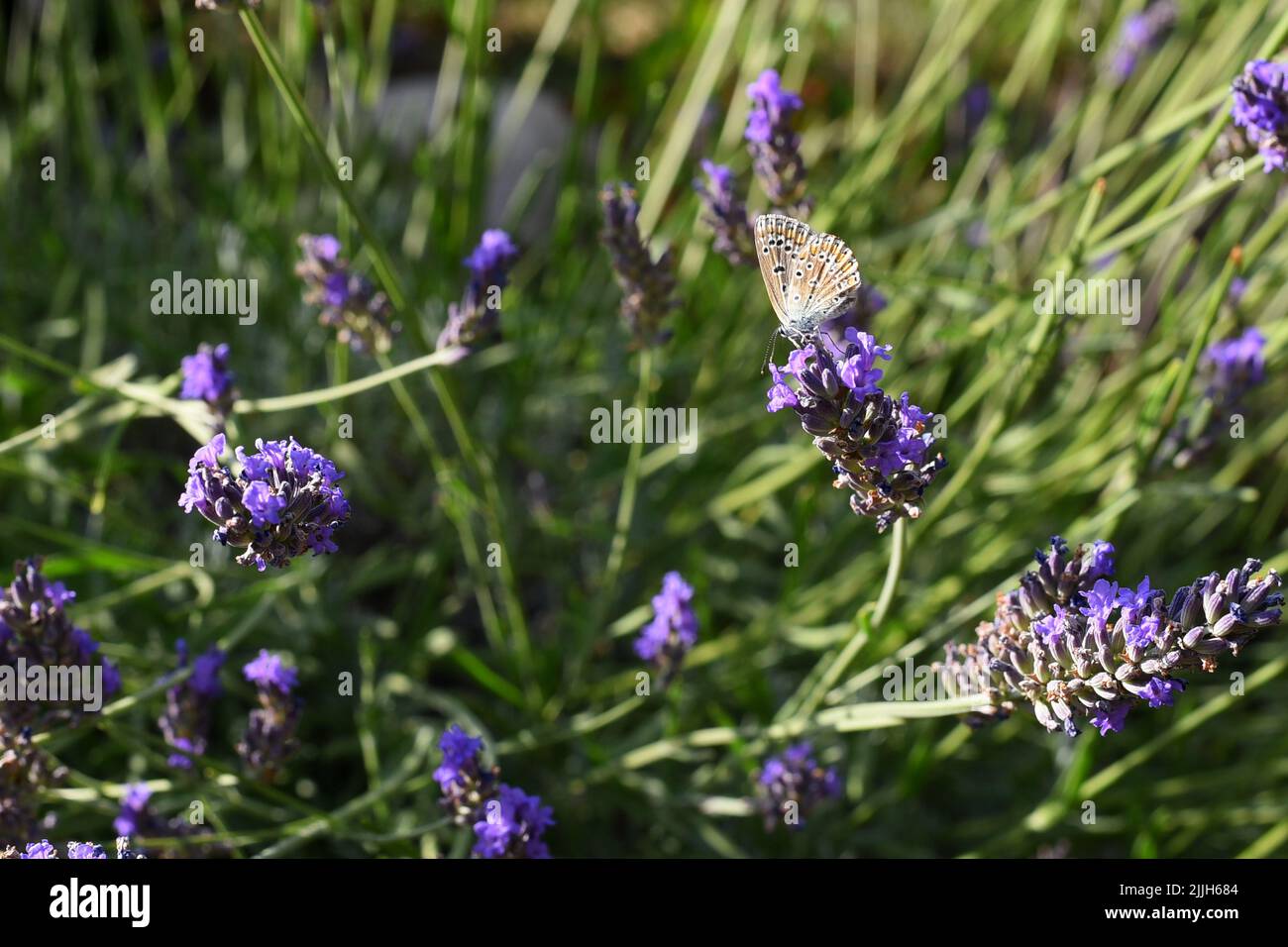 Lila Blütenlavender mit kleinem Schmetterling Stockfoto