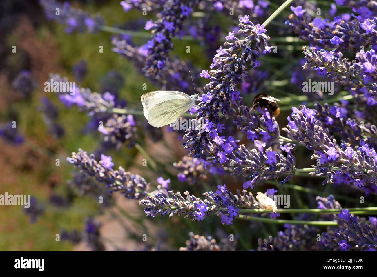 Wittling Schmetterling bestäubt Lavendelblüten Stockfoto