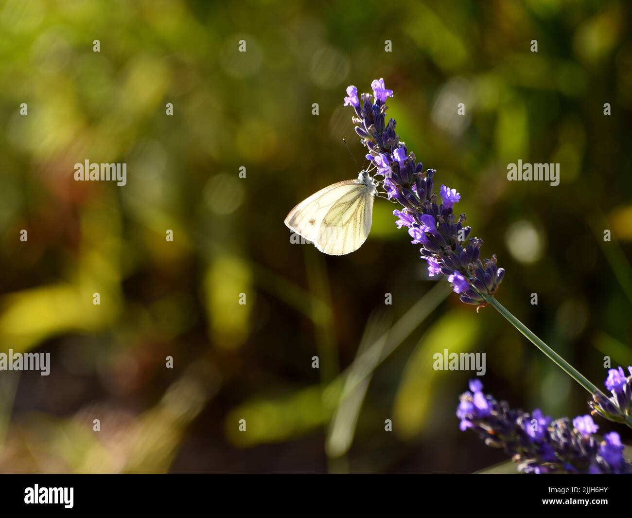 Wittling Schmetterling bestäubt Lavendelblüten Stockfoto