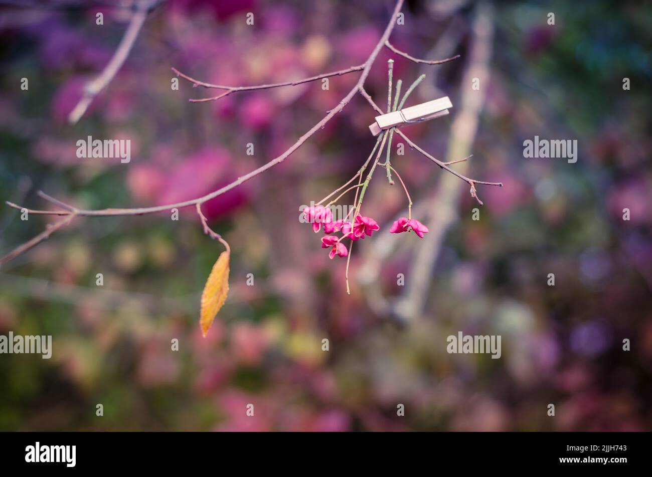 Rosa Blume hängt am Baumglied Stockfoto