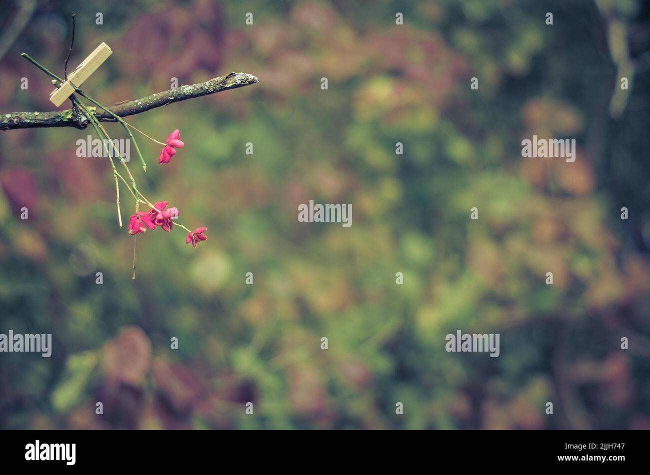 Rosa Blume hängt am Baumglied Stockfoto