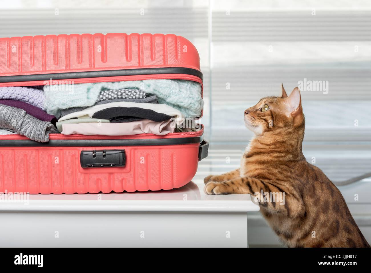 Ingwer Katze neben einem Koffer voller Kleidung und Dinge zum Entspannen. Sommerreisen, Reisevorbereitung, Gepäckpacken. Stockfoto