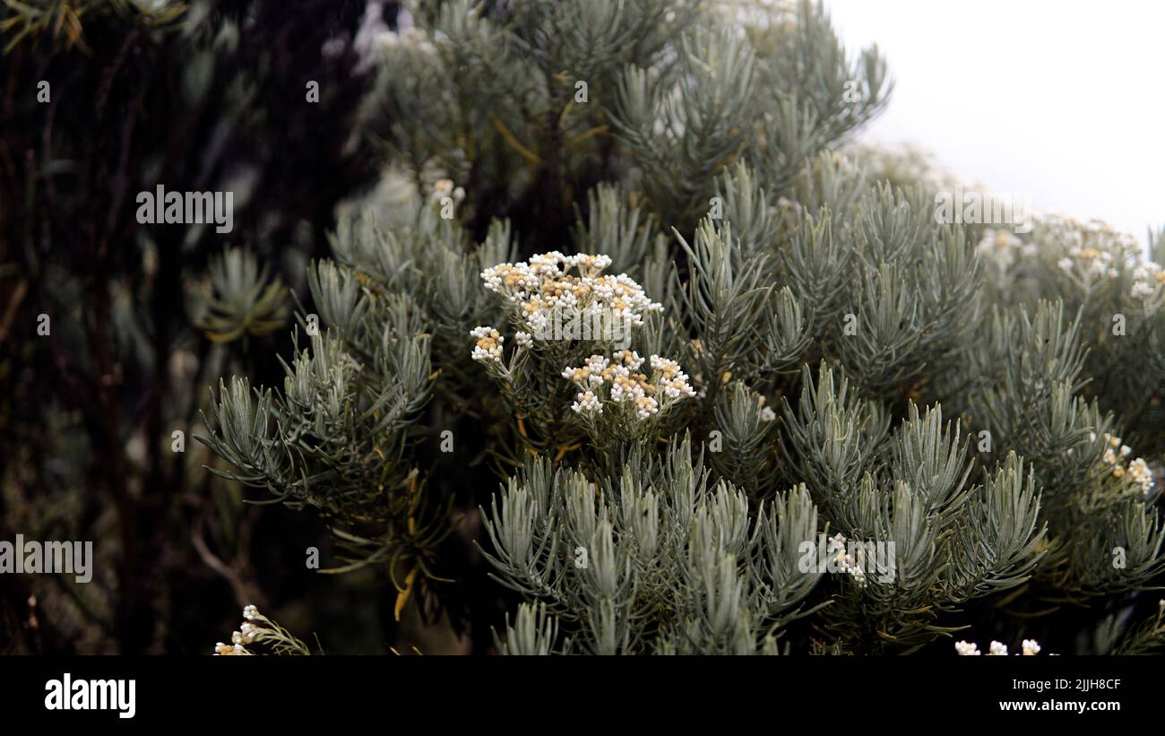 Die Schönheit der edelweiss Blumen in den Bergen. Sehr seltene und geschützte Edelweiss-Blüte Stockfoto