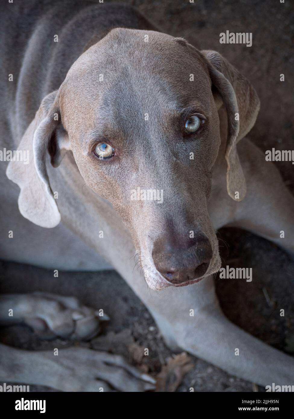 Porträt eines Weimaraner Hundes, der vor die Kamera schaut. Stockfoto