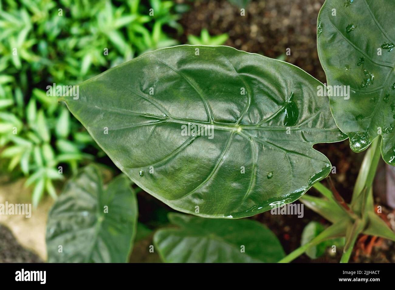 Draufsicht auf das Blatt der exotischen 'Alocasia Wentii'-Zimmerpflanze Stockfoto