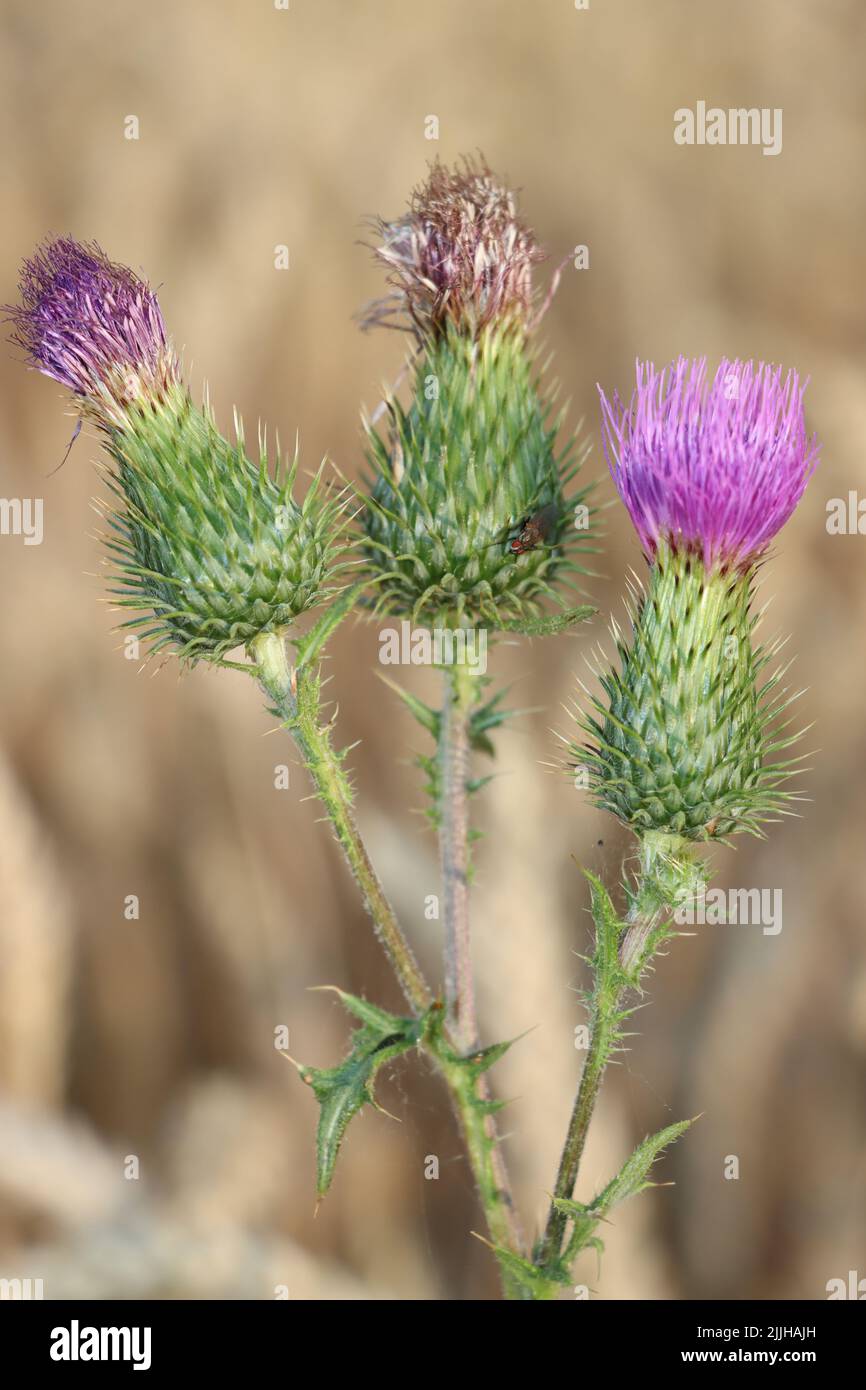 Die rosa Blume will den Himmel erreichen. Die Blume genießt es, im Weizenfeld zu wachsen. Im Sommer und vor der Weizenernte. Stockfoto