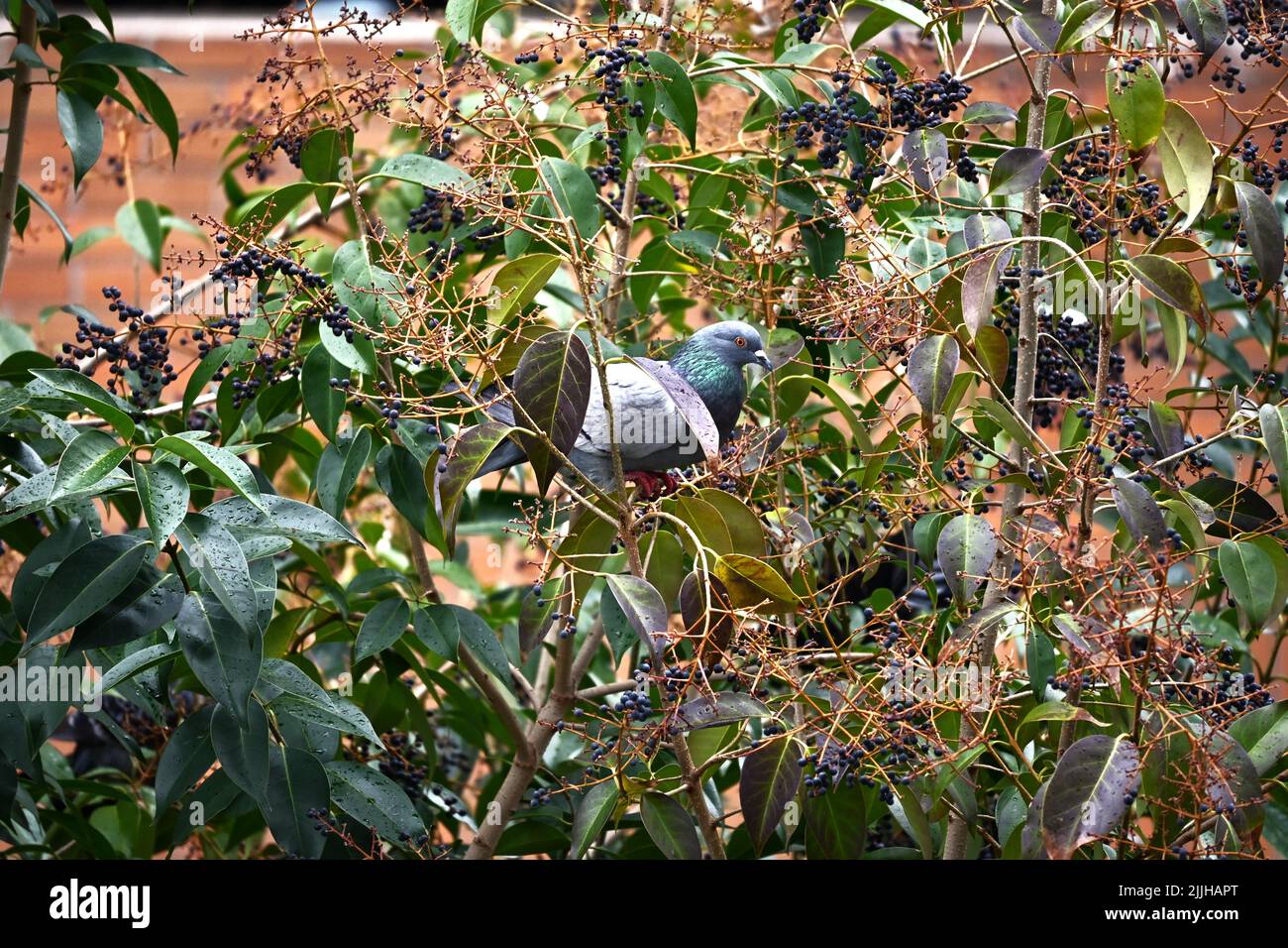 Taube, die in einem Baum ruht Stockfoto