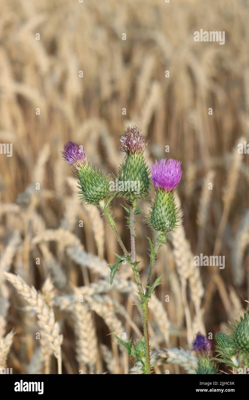 Die rosa Blume will den Himmel erreichen. Die Blume genießt es, im Weizenfeld zu wachsen. Im Sommer und vor der Weizenernte. Stockfoto