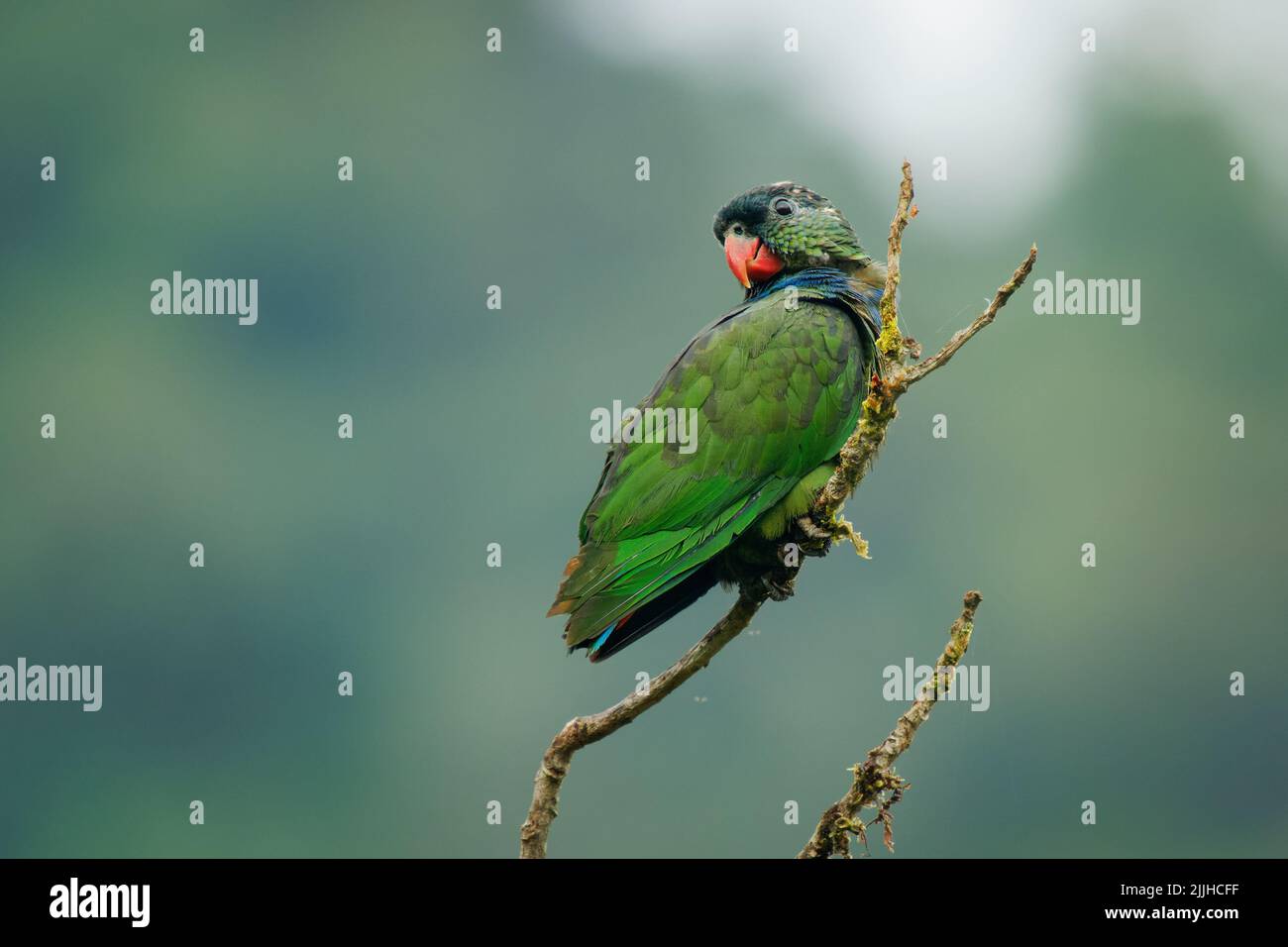 Rotschnabel-Papagei (Pionus sordidus) sitzt auf dem Ast mit weit grünem Hintergrund. Kleiner Papagei mit schönem Hintergrund in Ecuador. Stockfoto