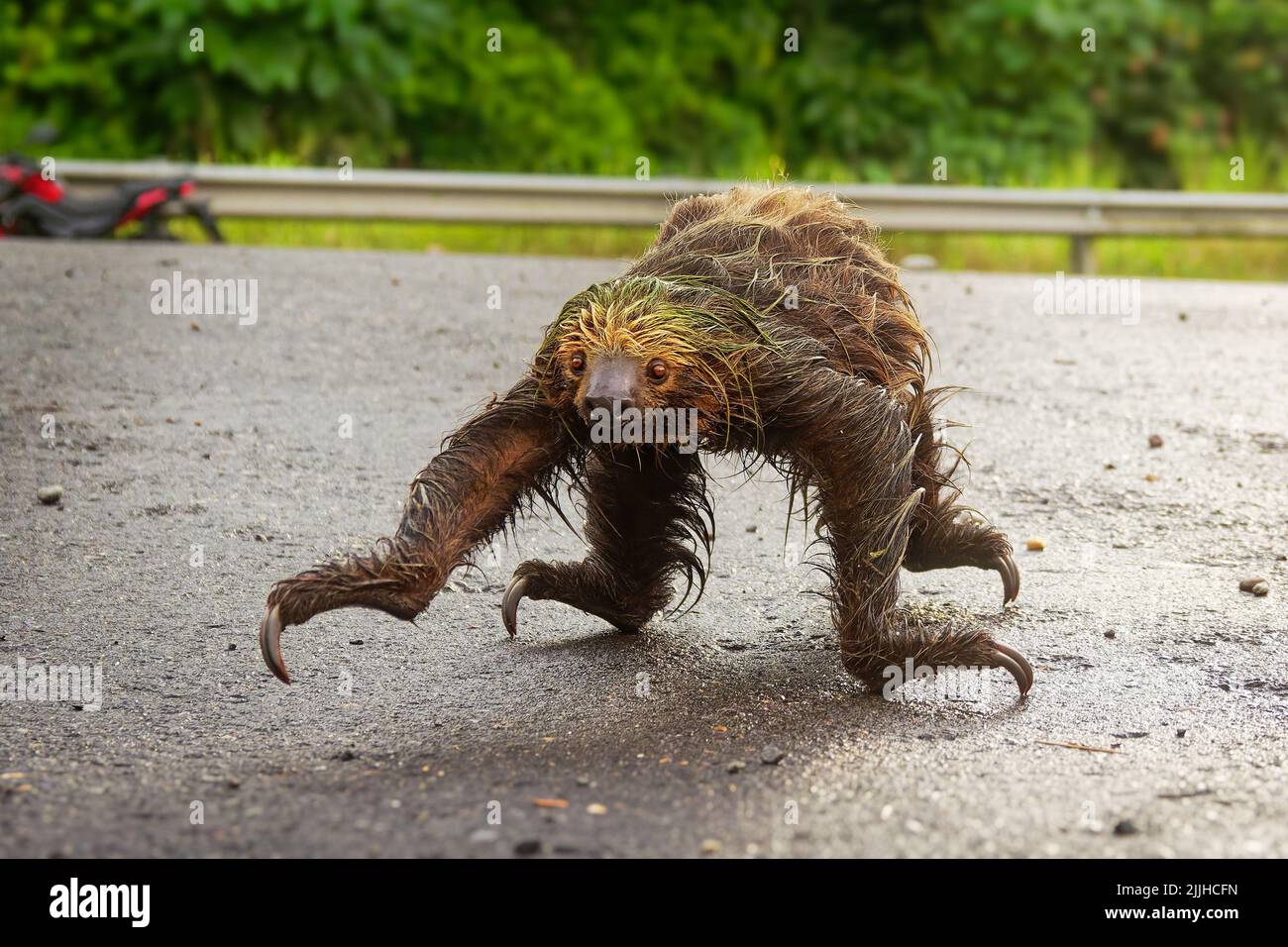 Linné-Zweizehen-Faultier (Choloepus didactylus) überquert Straße. Süßes nasses Faultier, das versucht, über eine schmutzige Straße in Ecuador, Amazonien, zu kommen. Grüner Hintergrund. Stockfoto