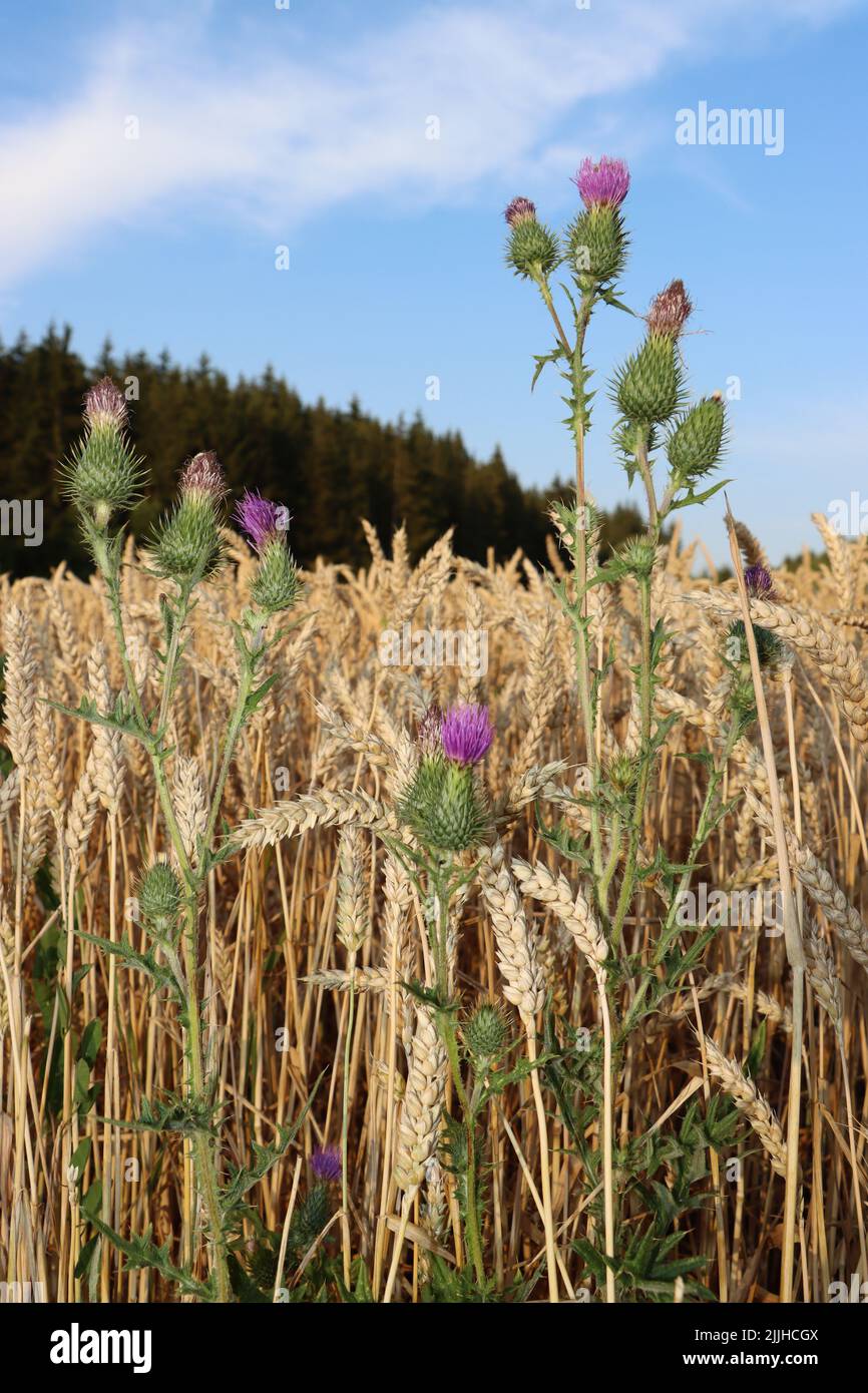 Die rosa Blume will den Himmel erreichen. Die Blume genießt es, im Weizenfeld zu wachsen. Im Sommer und vor der Weizenernte. Stockfoto