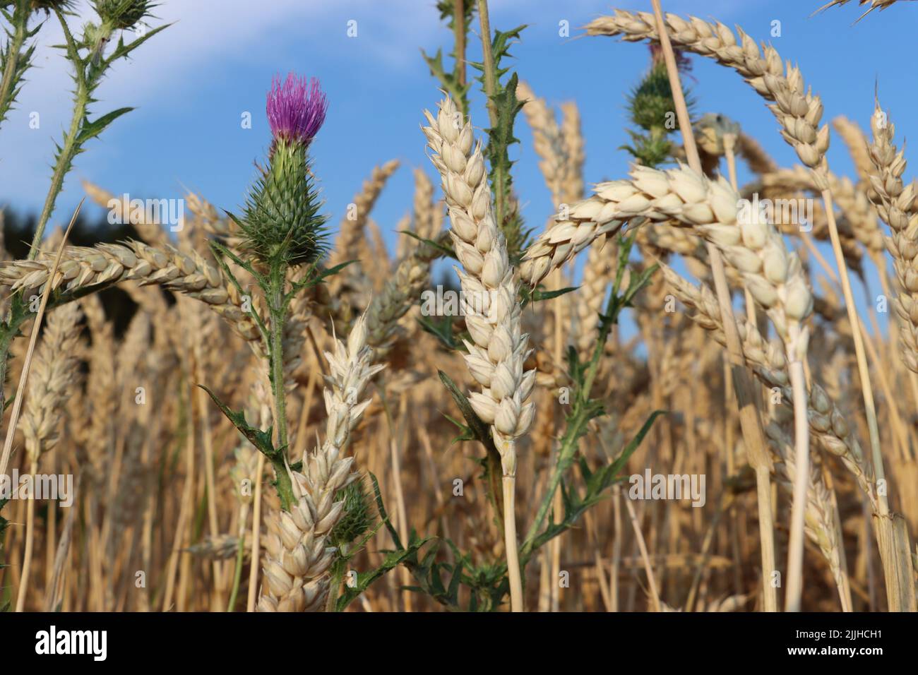 Die rosa Blume will den Himmel erreichen. Die Blume genießt es, im Weizenfeld zu wachsen. Im Sommer und vor der Weizenernte. Stockfoto