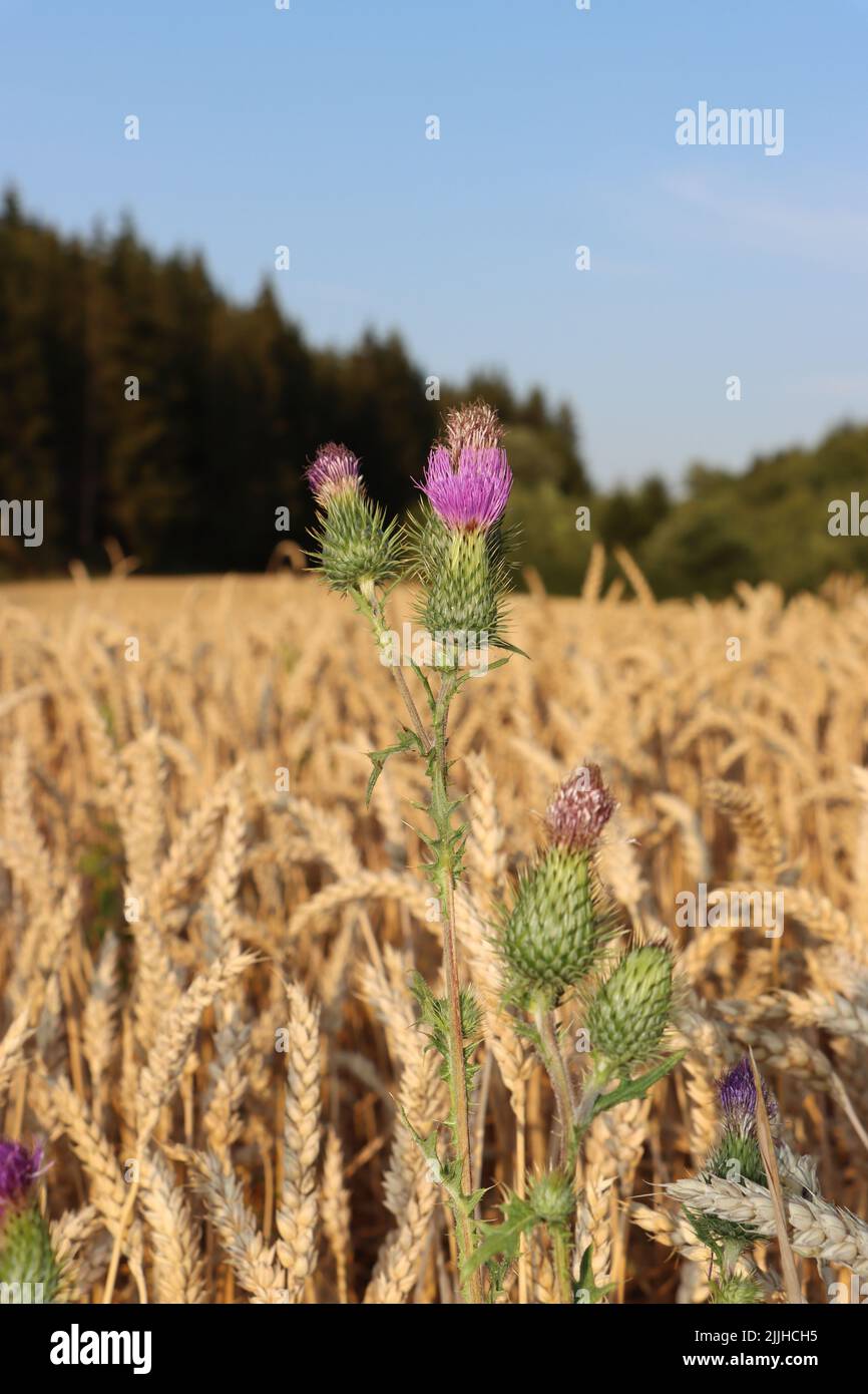 Die rosa Blume will den Himmel erreichen. Die Blume genießt es, im Weizenfeld zu wachsen. Im Sommer und vor der Weizenernte. Stockfoto