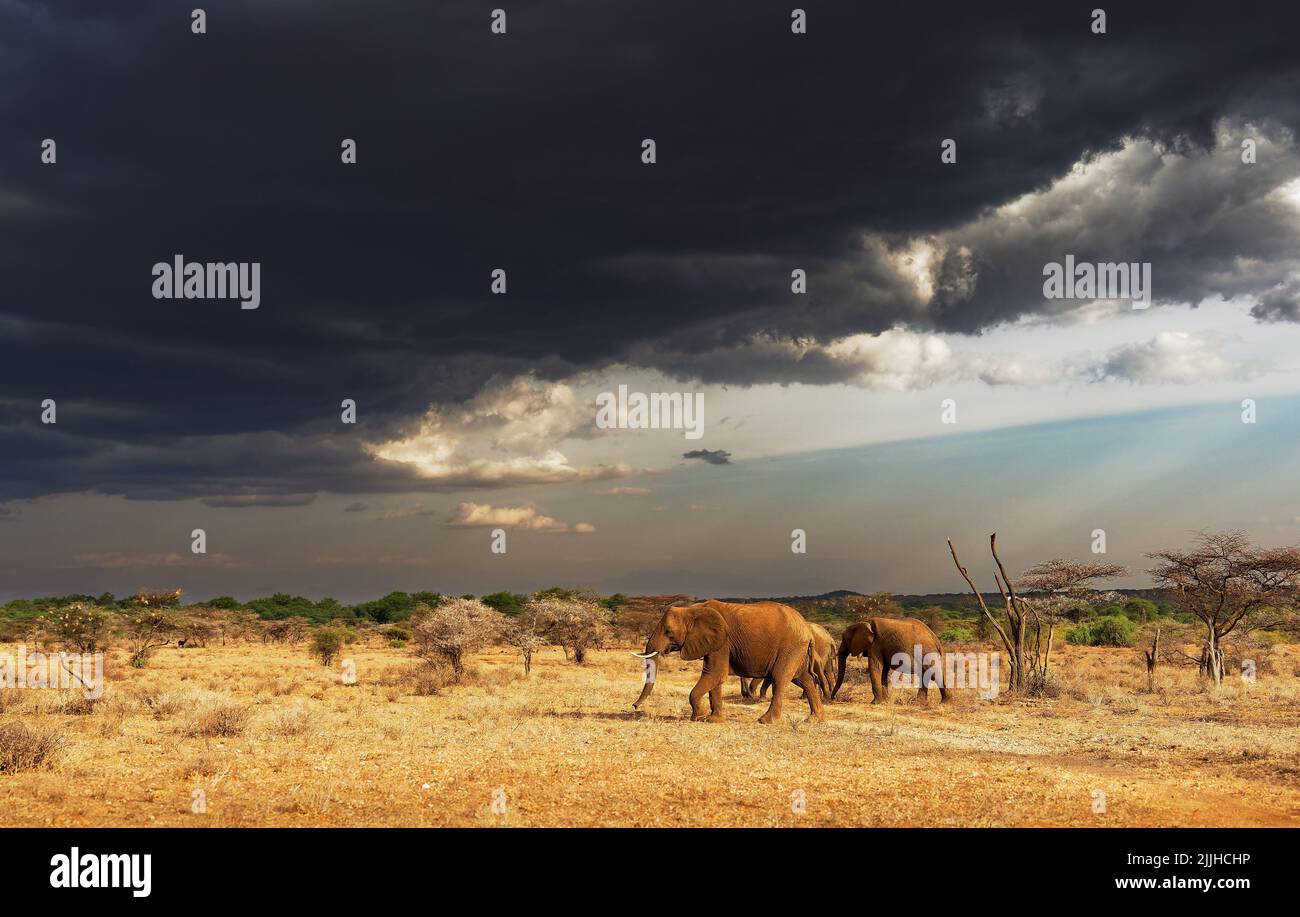 Afrikanische Elefanten (Loxodonta africana) in der Landschaft. Wunderschöne Landschaft mit afrikanischem Busch und Elefanten, orangefarbenem und gelbem Boden und dunkelschwarzem c Stockfoto