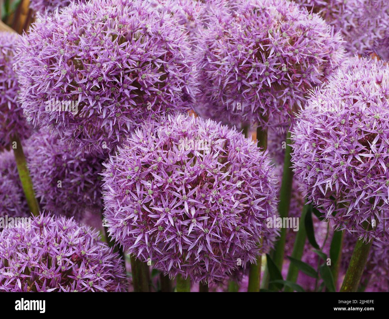 Nahaufnahme mehrerer Blumenköpfe aus purpurfarbenem „Allium Spartacus“, die aus Glühbirnen stammen, die 2022 auf der Tatton Park Flower Show in der englischen Grafschaft Cechhire gezeigt wurden Stockfoto