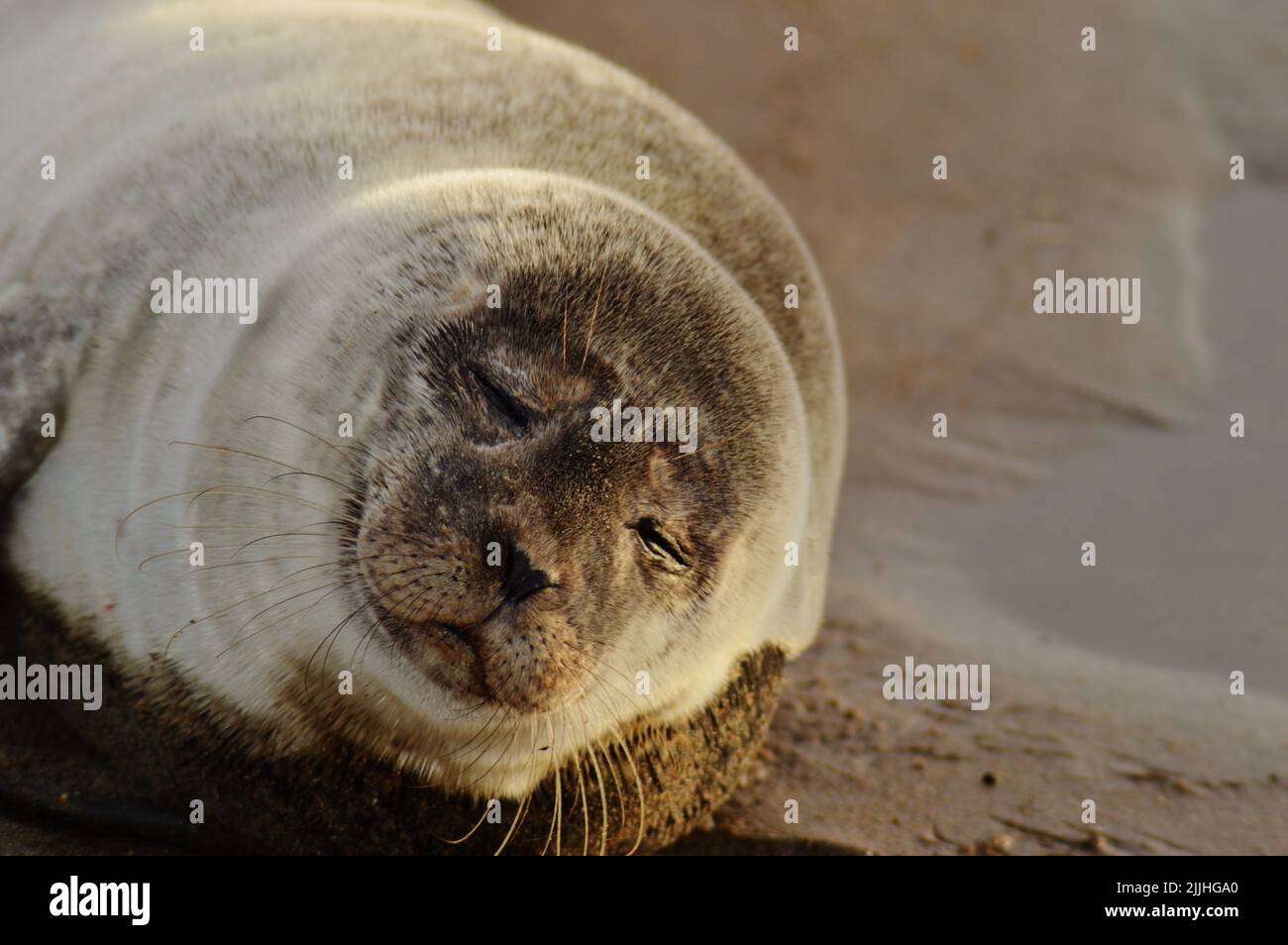 Mittagsschlaf - Ein schlummender Seal Pup macht in der untergehenden Sonne eine Schlummer Stockfoto