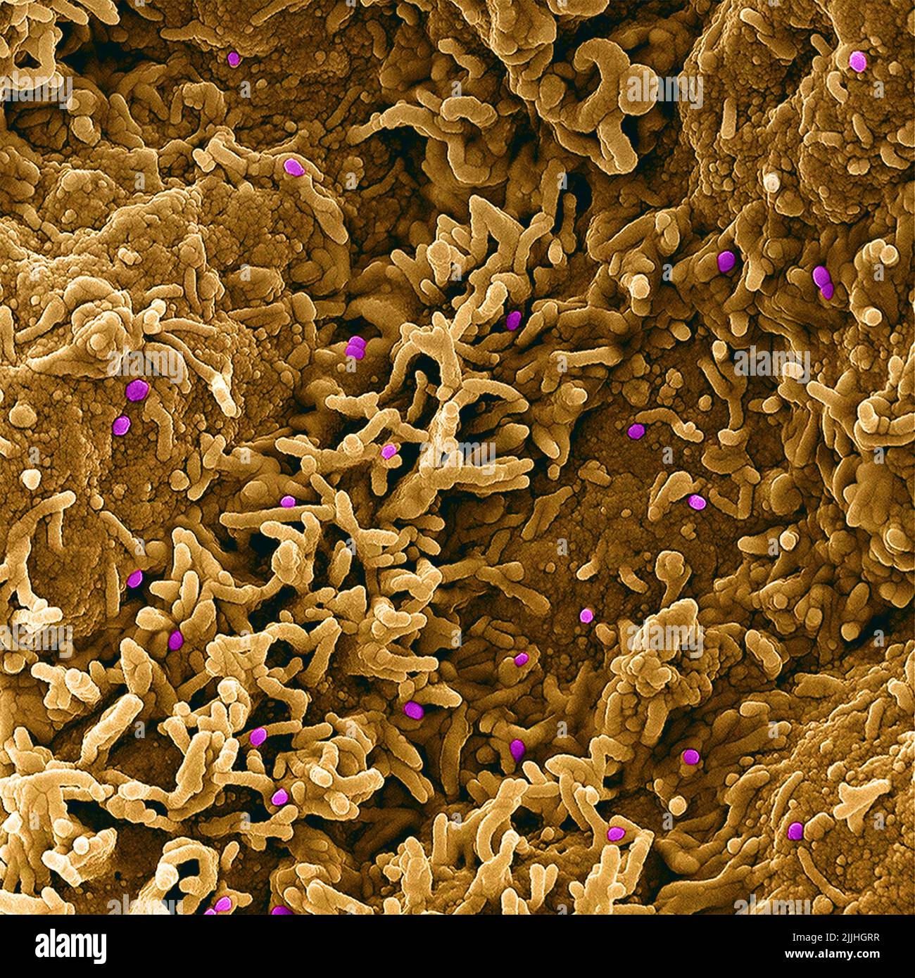Fort Detrick, Usa. 26.. Juli 2022. Ein koloriertes Rasterelektronenmikrograph des Monkeypox-Virus (violett) auf der Oberfläche infizierter VERO E6-Zellen (tan), aufgenommen in der NIAID Integrated Research Facility, veröffentlicht am 26. Juli 2022 in Fort Detrick, Maryland. Kredit: NIAID/NIAID/Alamy Live Nachrichten Stockfoto