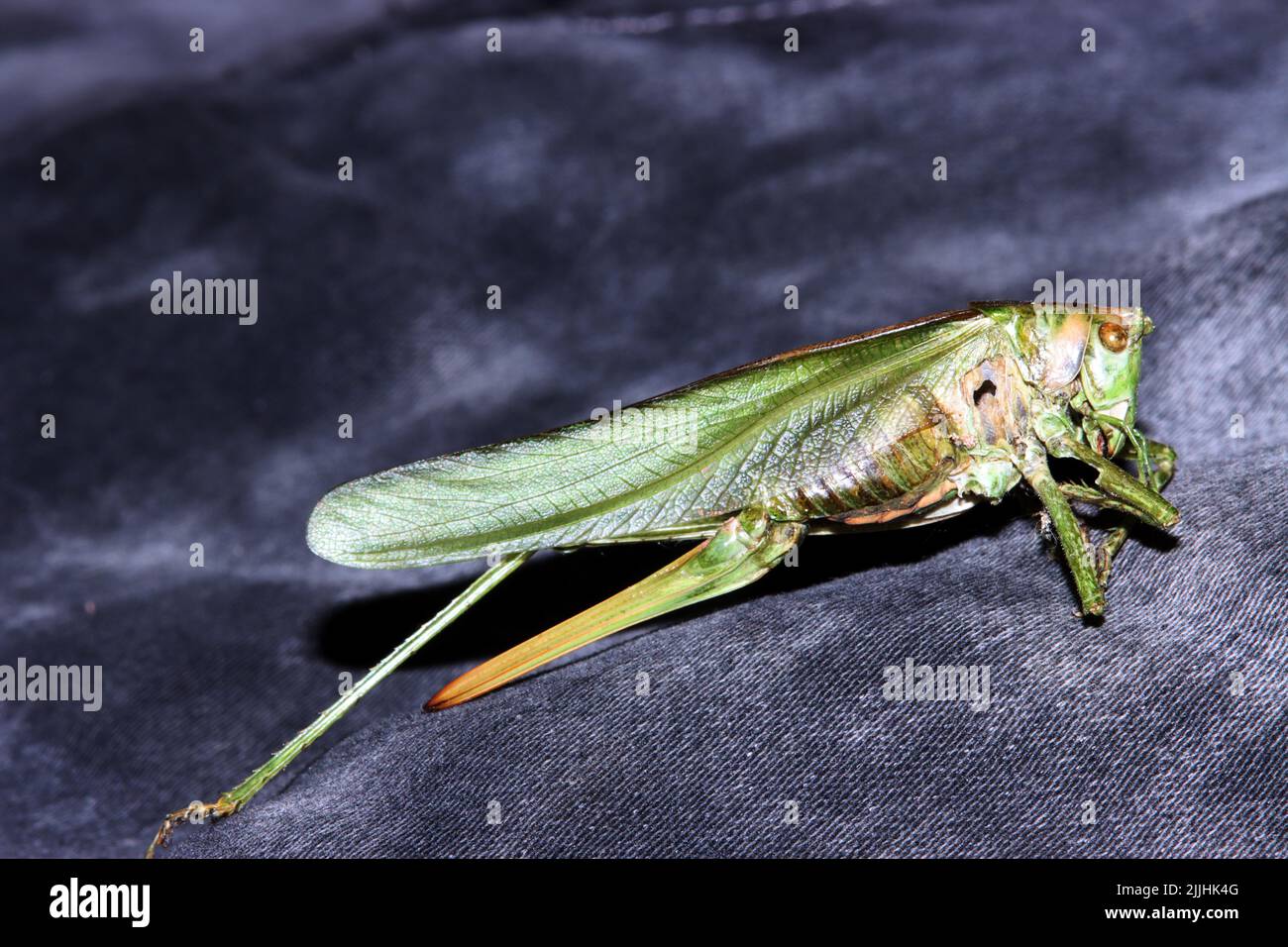 Totes Grünes Heupferd (Tettigonia viridissima) Stockfoto
