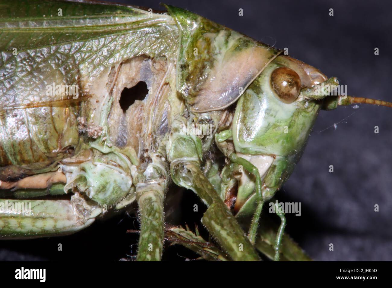 Totes Grünes Heupferd (Tettigonia viridissima) Stockfoto