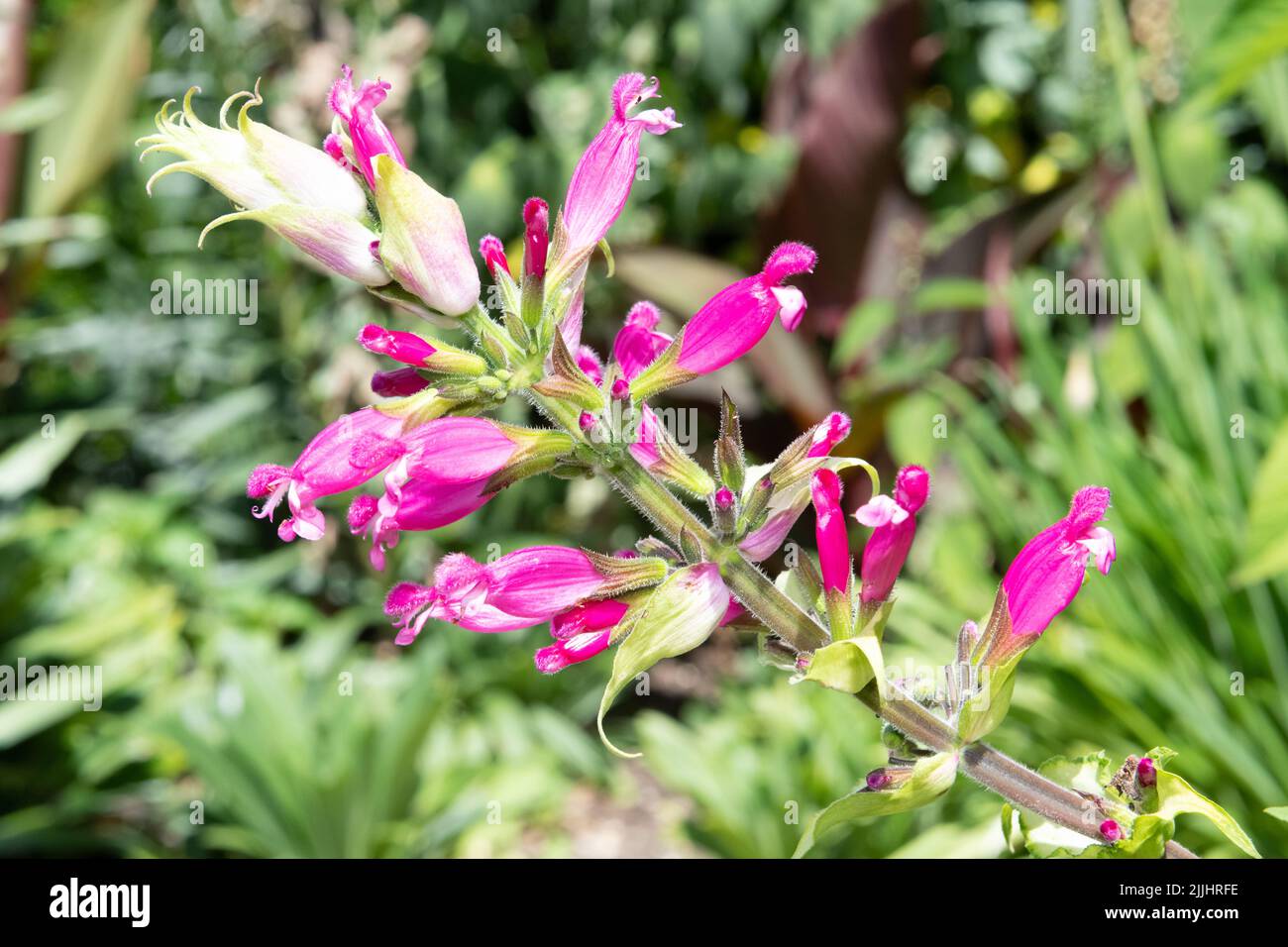 Nahaufnahme von blühenden Rosenalbei-Blüten (Salvia involucrata) Stockfoto