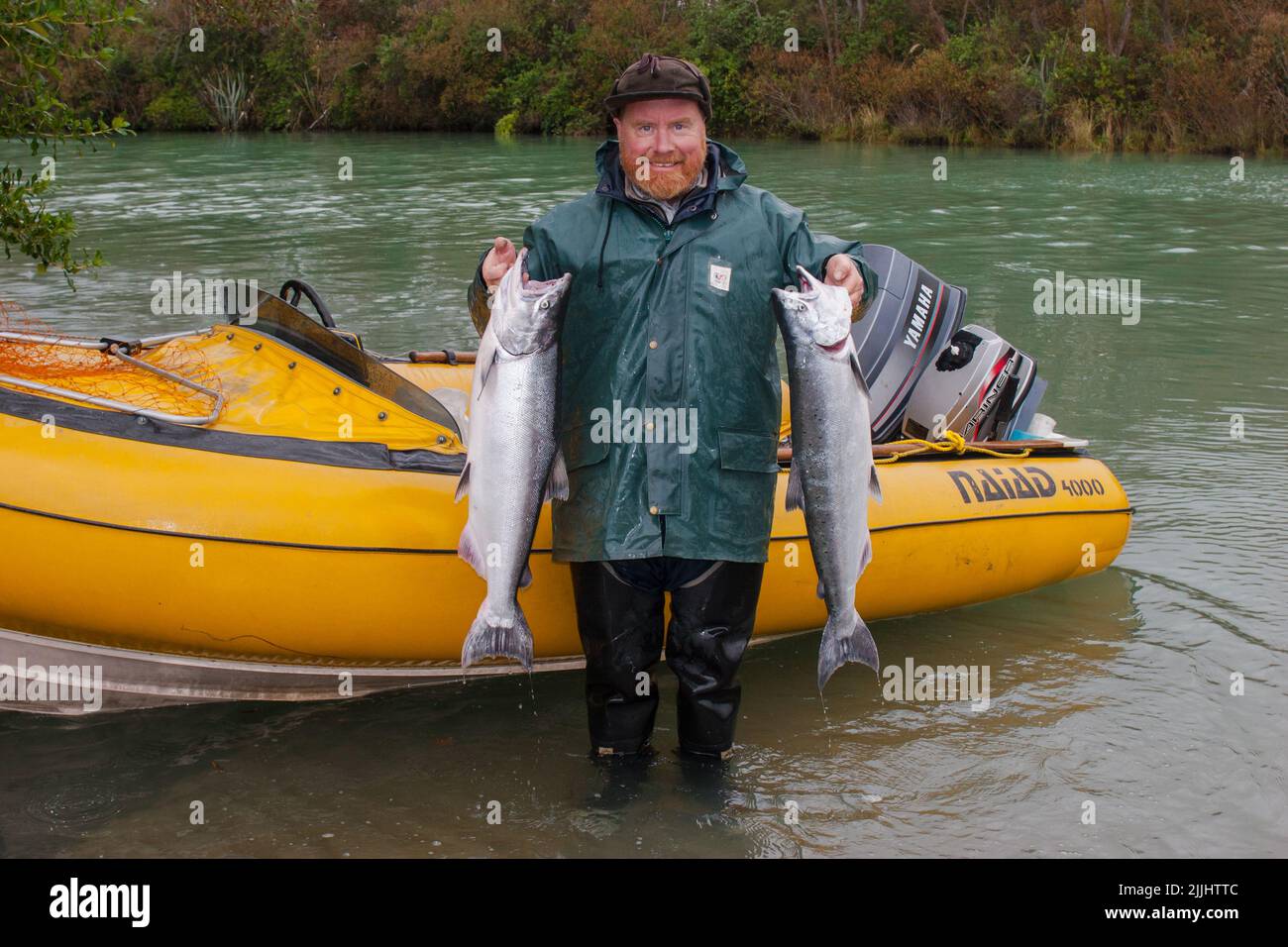 Ein Blick auf das Leben in Neuseeland. Frisch gefangener Wildlachs (Oncorhynchus tshawytscha): Chinook: Königslachs. Gefangen auf einem Spinner, Freizeitfischen. Stockfoto