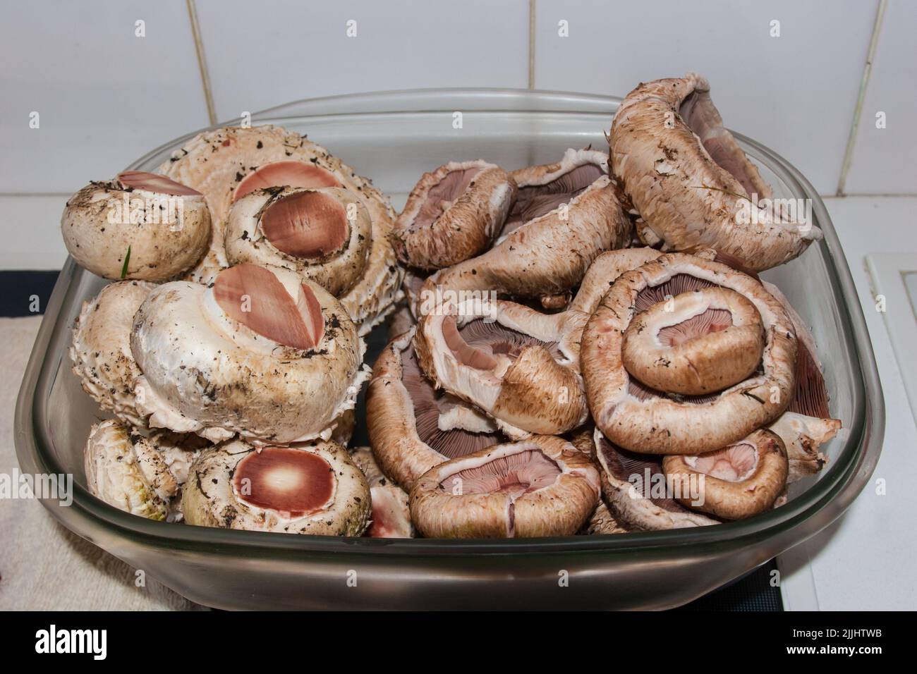 Ein Blick auf das Leben in Neuseeland: Frisch gezüchtete Wildpilze: Pferdepilze ( Stockfoto