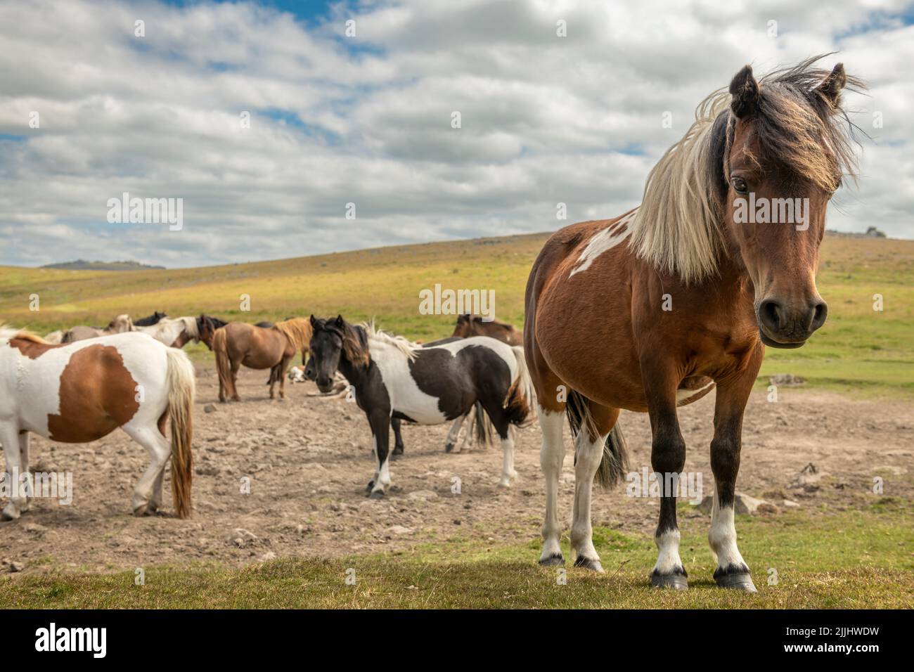 Das Dartmoor Pony ist eine Rasse, die auf den Britischen Inseln beheimatet ist. Sie können in den Mooren des Dartmoor National Park in Devon gefunden werden. Stockfoto