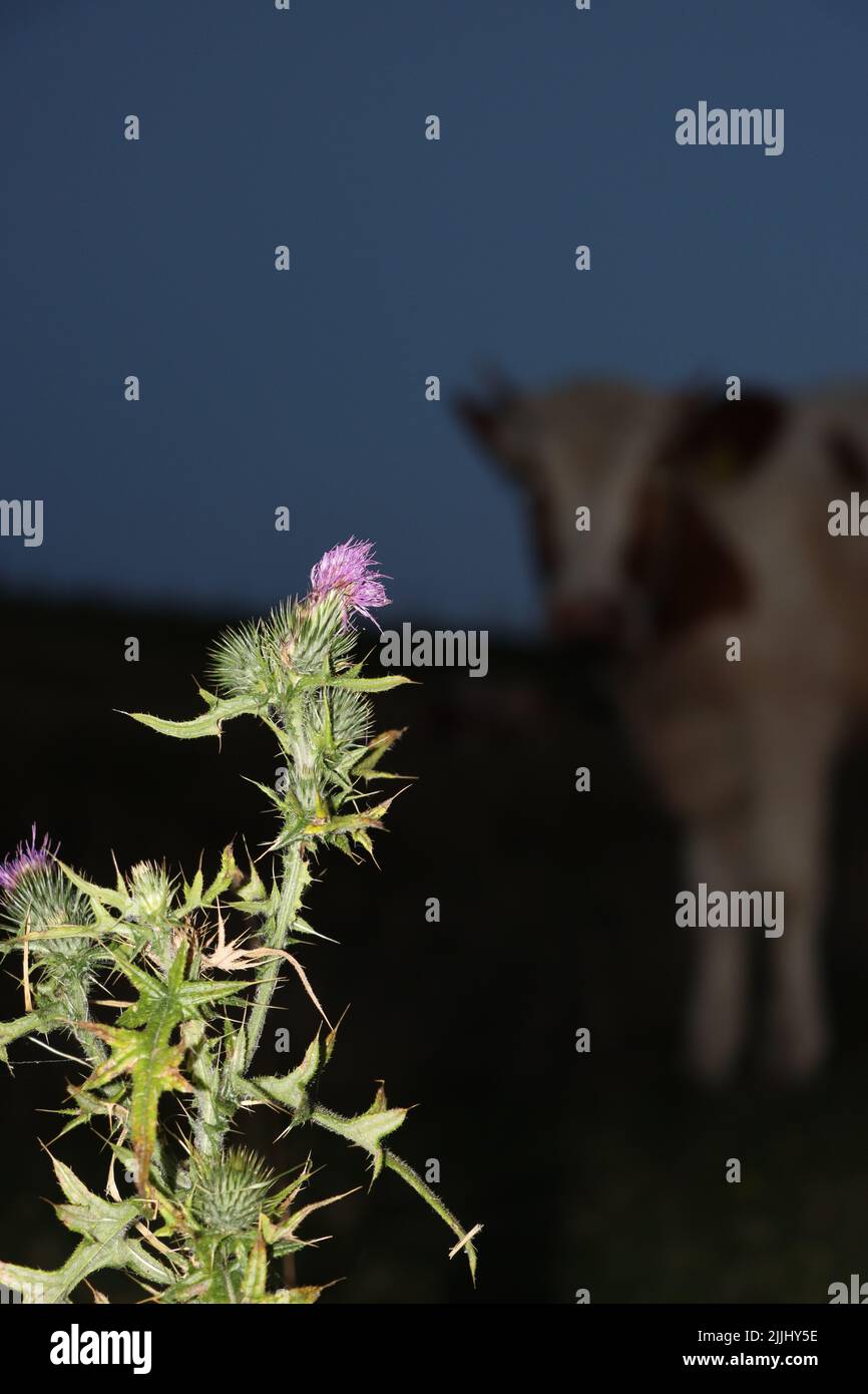 Tristle in der Nacht mit lila Blume. Tristle wird durch beängstigende Kuh im Hintergrund bedroht. Stockfoto