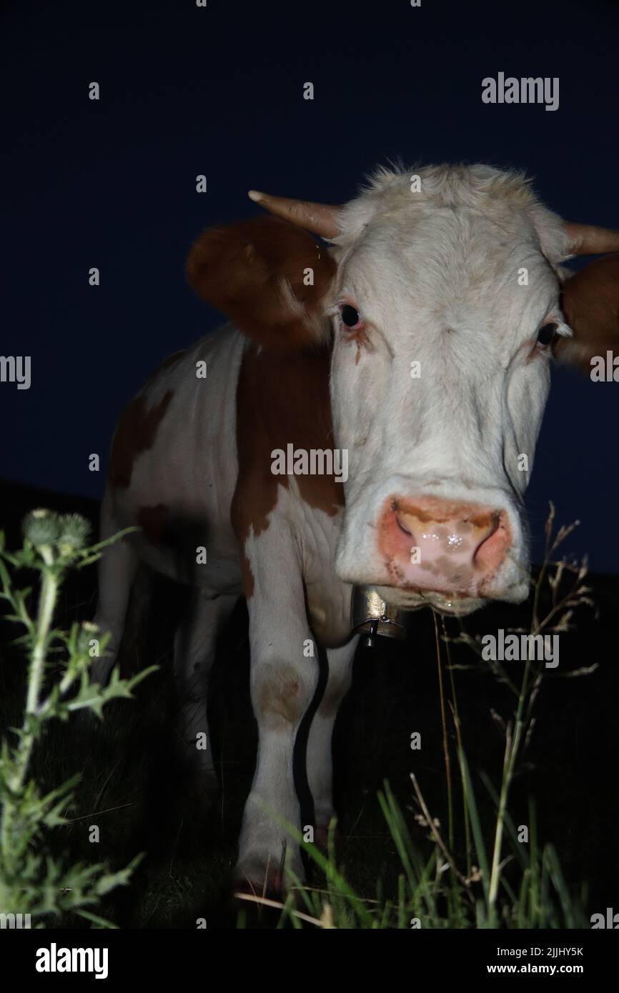 Tristle in der Nacht mit lila Blume. Tristle wird durch beängstigende Kuh im Hintergrund bedroht. Stockfoto