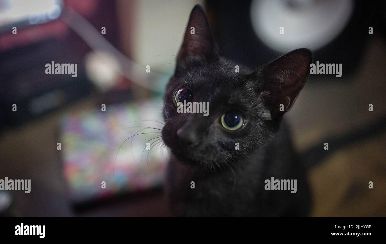 Eine selektive Fokusaufnahme einer schwarzen Katze mit grünen Augen Stockfoto