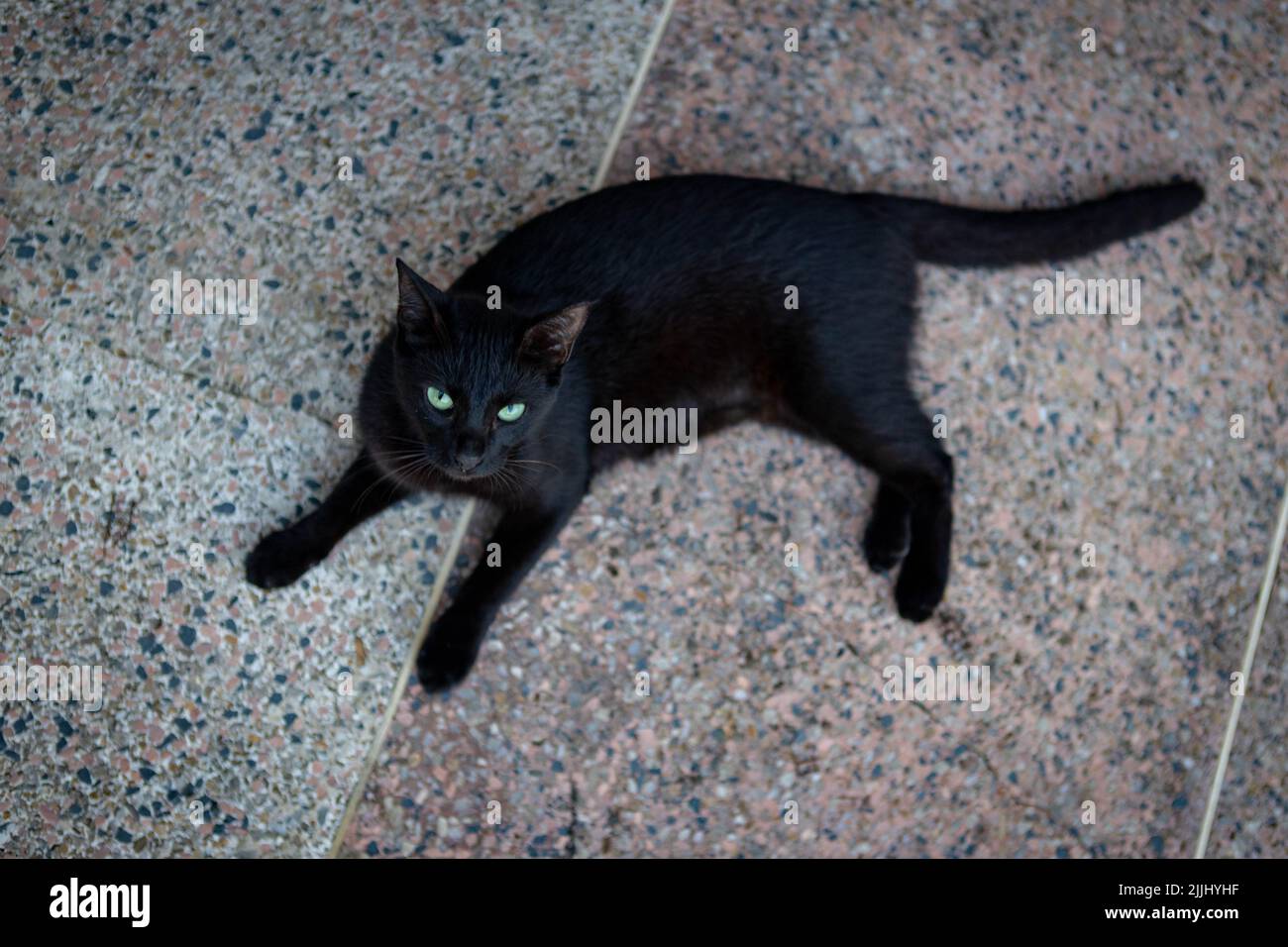 Eine selektive Fokusaufnahme einer schwarzen Katze mit grünen Augen Stockfoto