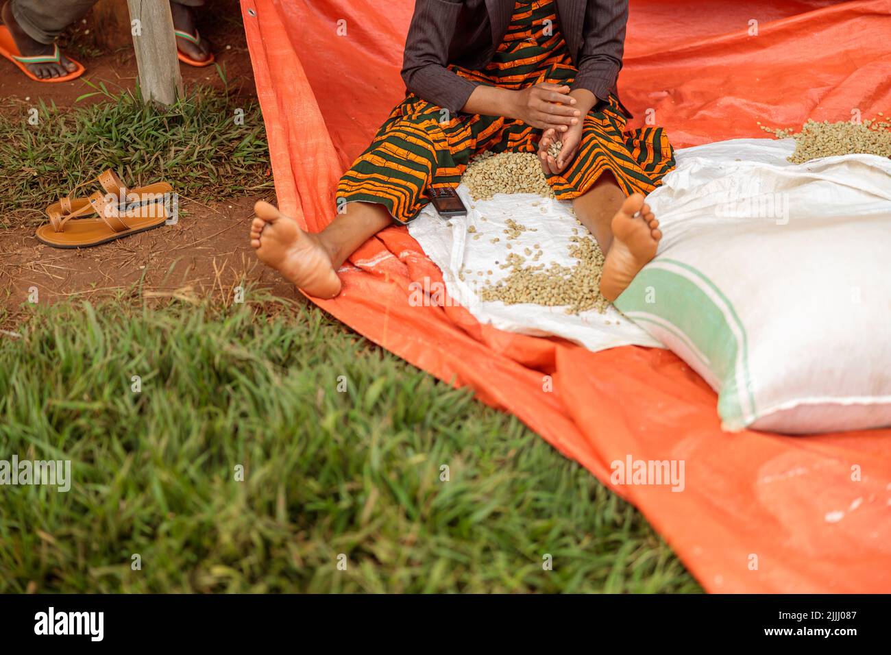 Afroamerikanische Frau, die auf dem Boden sitzt und Kaffeebohnen sortiert Stockfoto