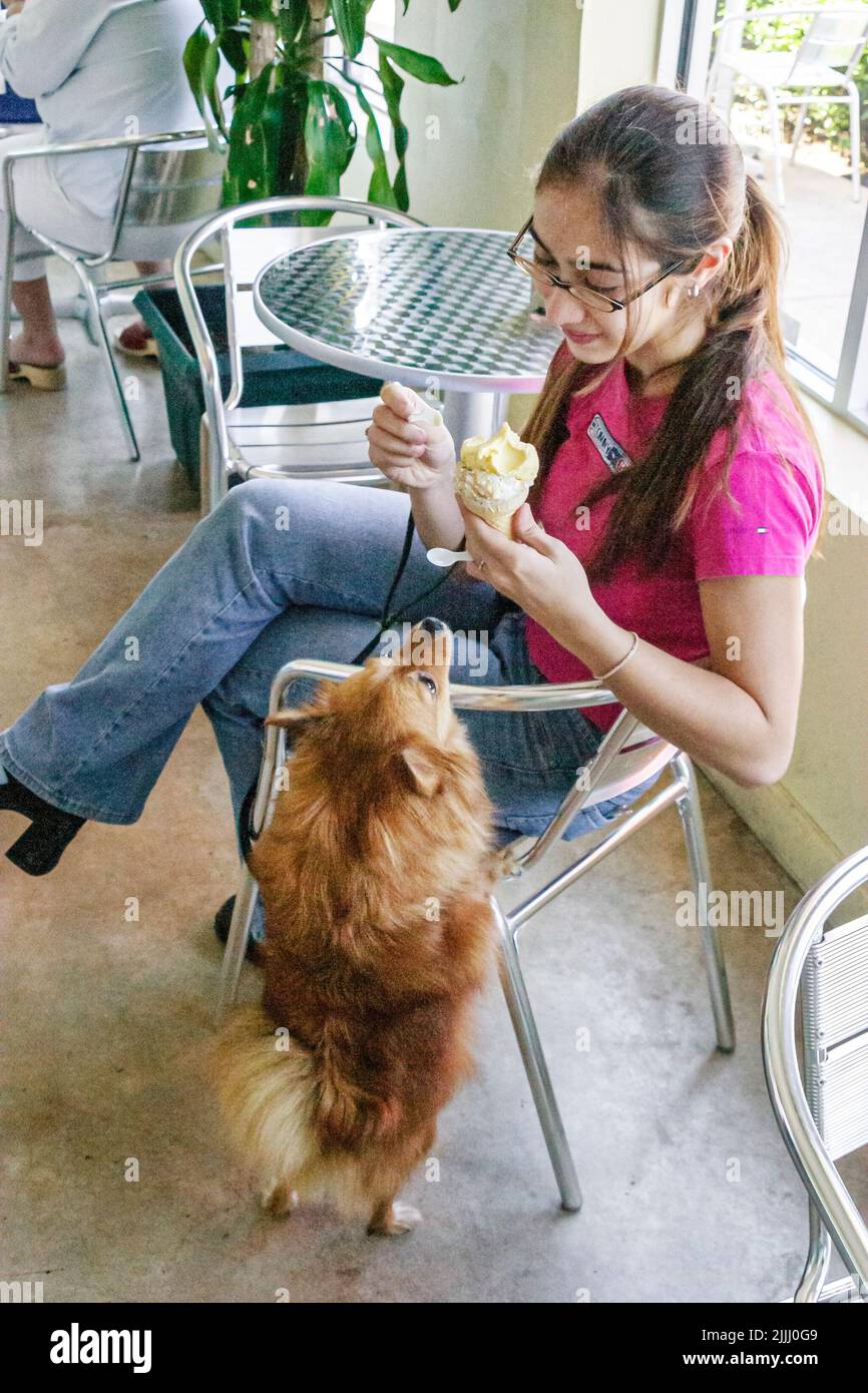 Miami Beach Florida, Hispanic Erwachsene Frau Frauen weibliche Dame, füttert Gelato, um Haustiere Hund Hunde streicheln, Essen außerhalb Stockfoto