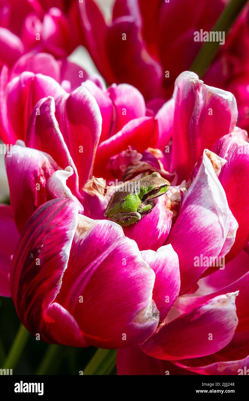 Ein grün-brauner Pazifikbaumfrosch (Pseudacris regilla) oder Pazifikchorus Frosch sitzt geduldig in der Mitte einer rosa-weißen Tulpe in Washington. Stockfoto