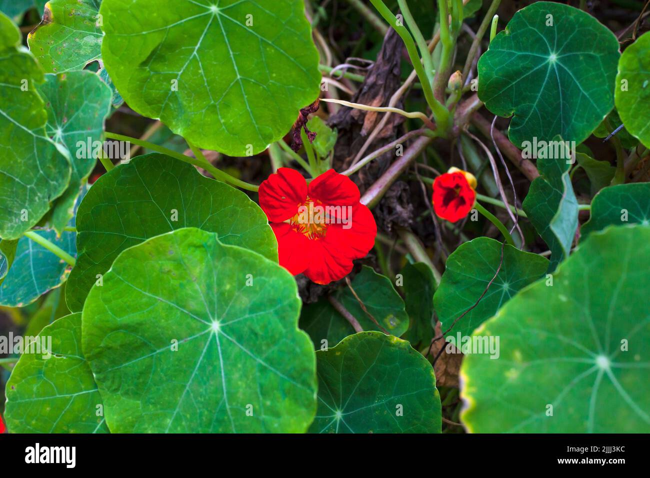Nasturtium makro Fotos und Bildmaterial in hoher Auflösung Seite 6