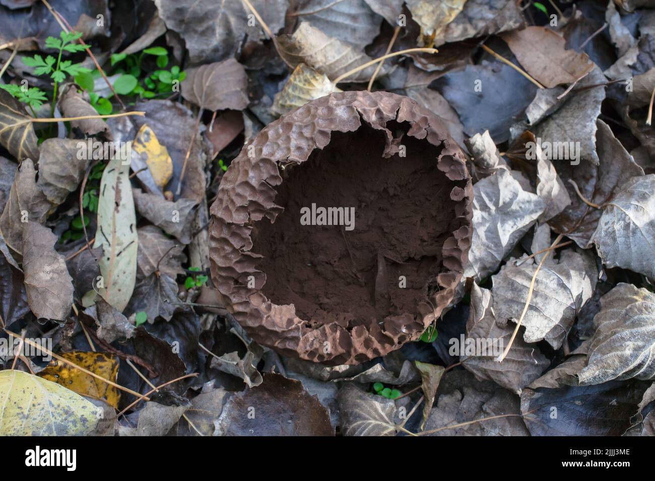 Ein Blick auf das Leben in Neuseeland: Schöne Pilze im Herbst: Wahrscheinlich eine Art Erdball (z.B. Sklerodermie verrucosum). Nicht essbar. Stockfoto