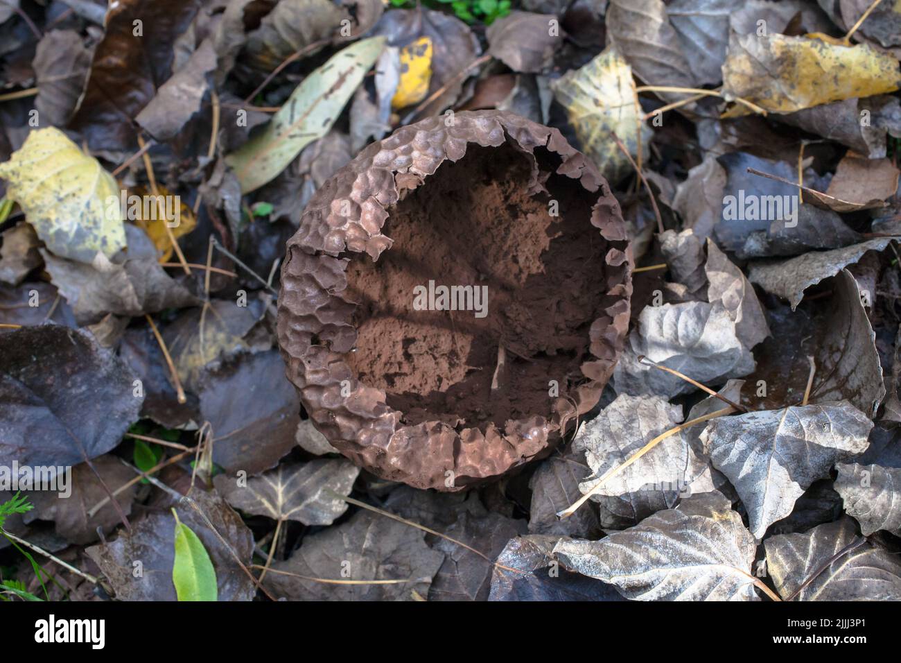 Ein Blick auf das Leben in Neuseeland: Schöne Pilze im Herbst: Wahrscheinlich eine Art Erdball (z.B. Sklerodermie verrucosum). Nicht essbar. Stockfoto